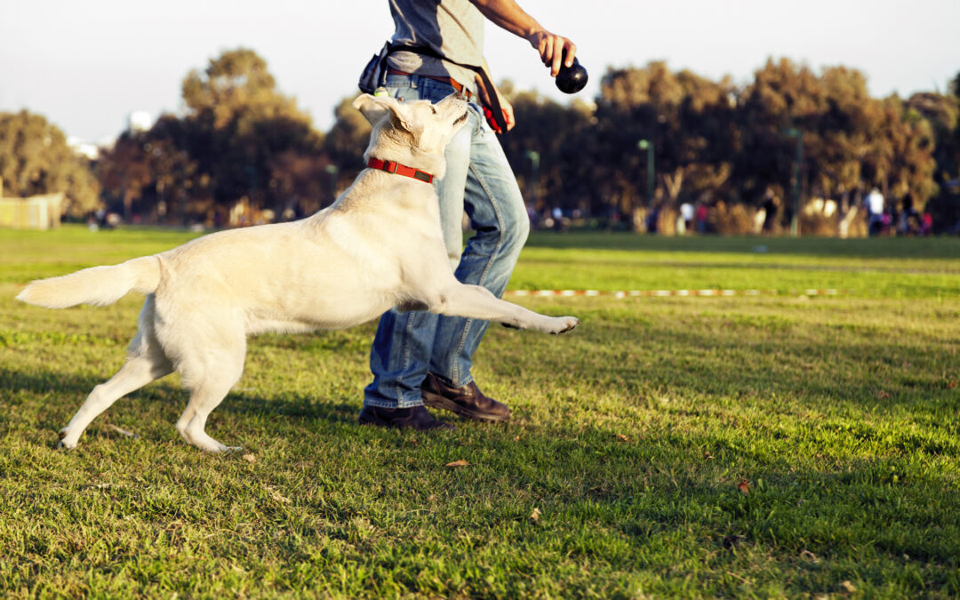 Tips for Socializing Your Dog