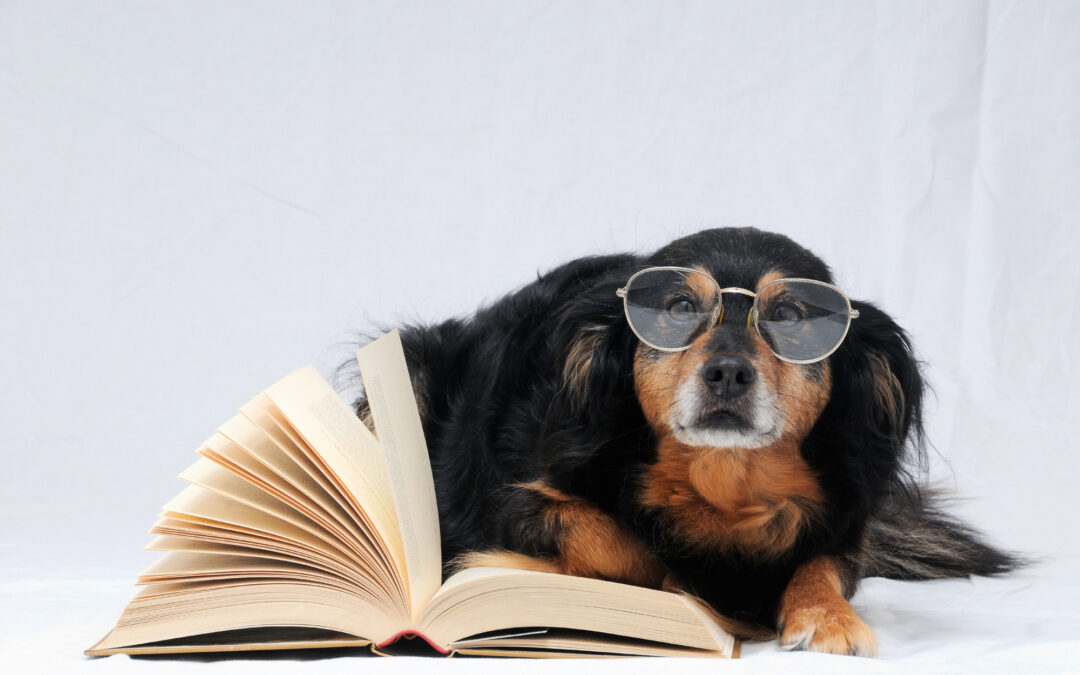 Just How Smart Is Your Dog?