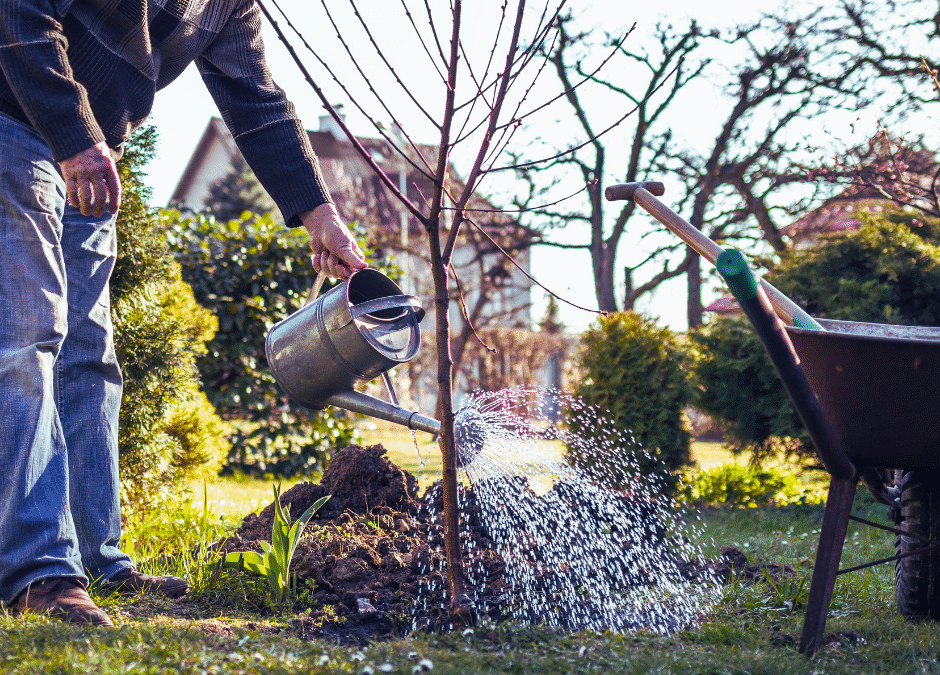 Tips for Successfully Growing Your Own Fruit Trees—Getting Started