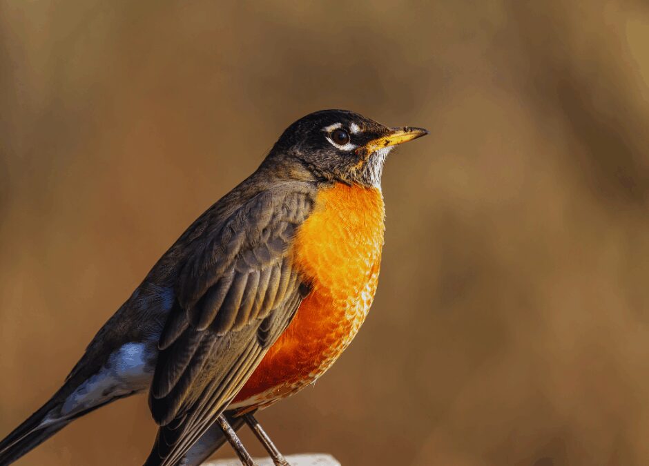 Common and Rare Birds of North America
