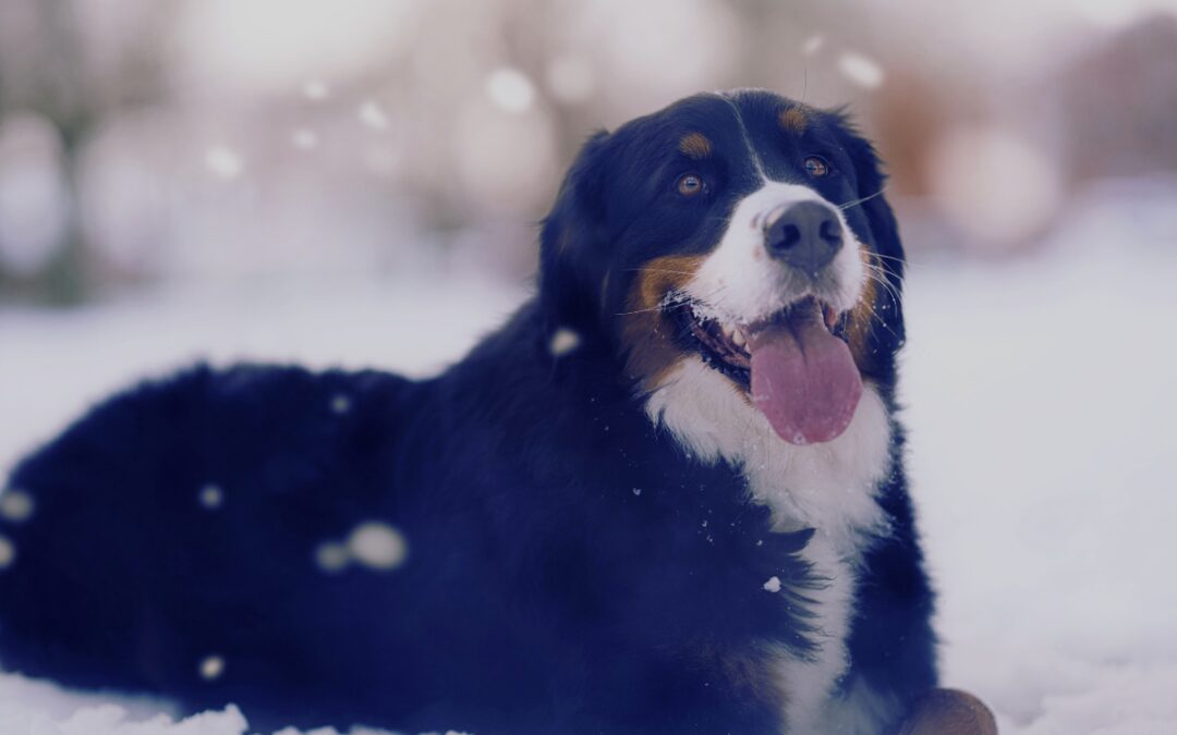 Do Domestic Animals Need to Wear Coats in the Winter?