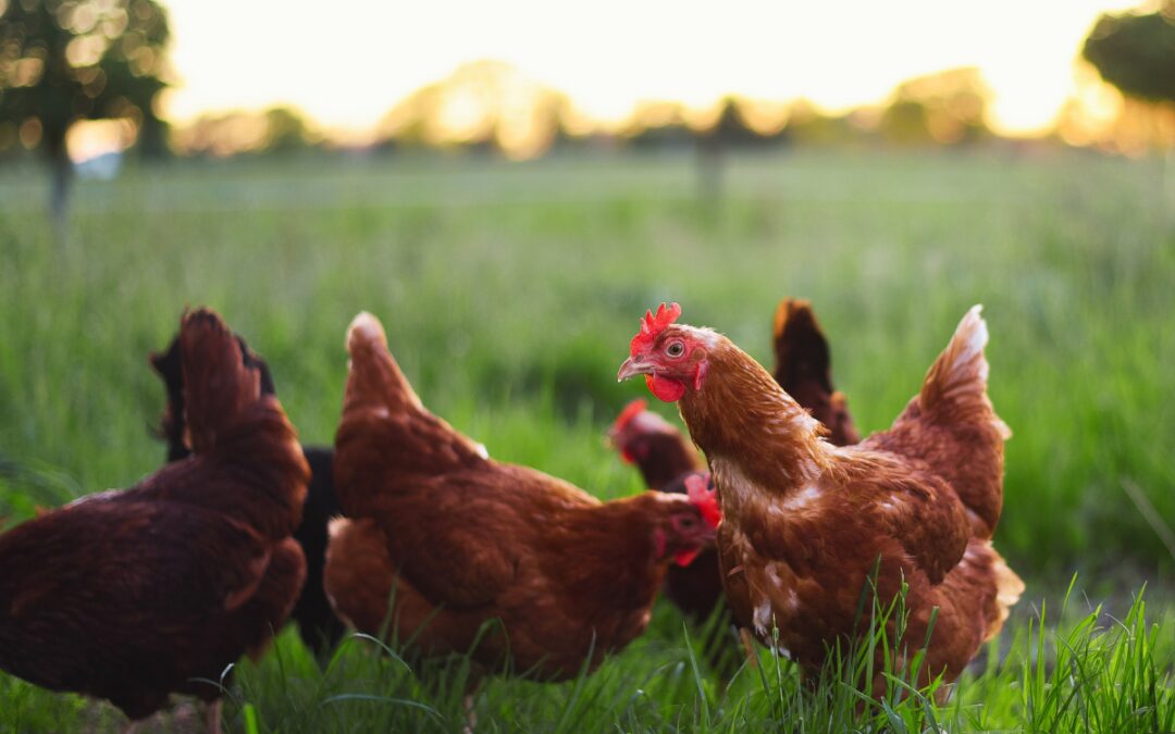 Tips for Successfully Raising Backyard Chickens